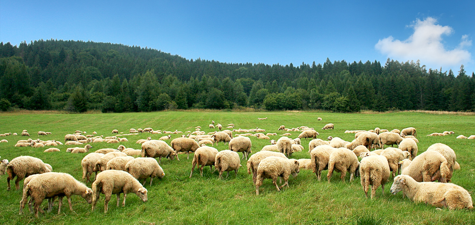 Sheep Skins