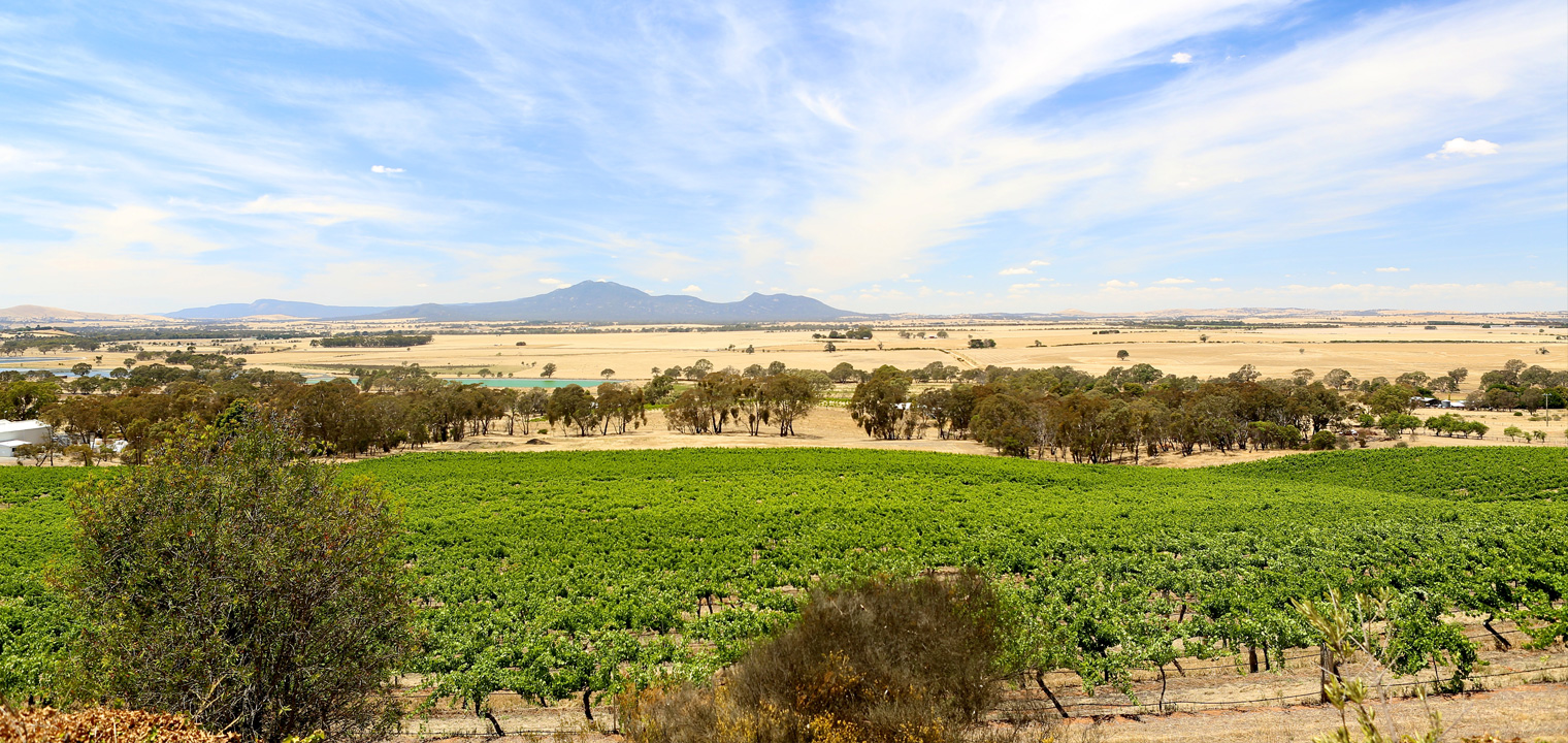 Vineyard